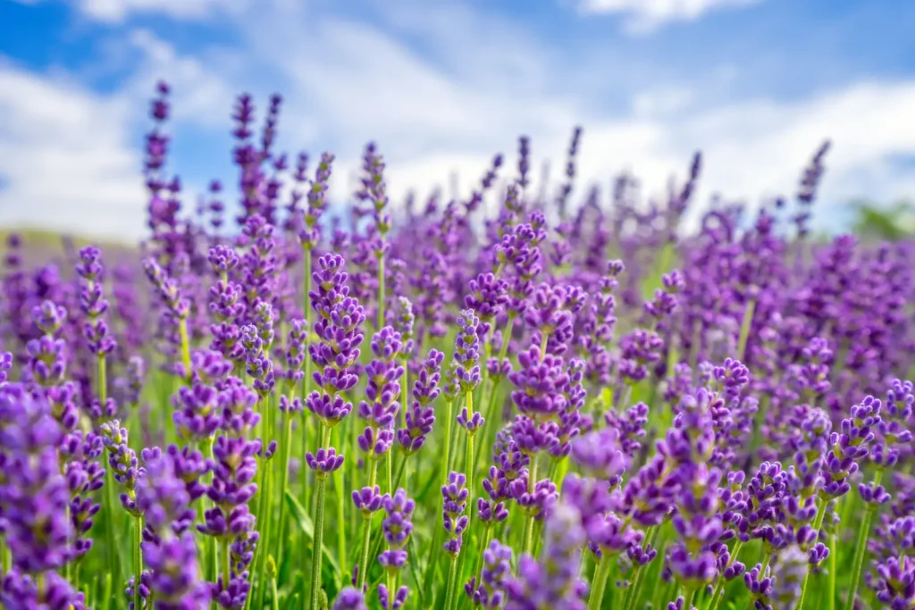 Lavender flowers by the sea at sunset